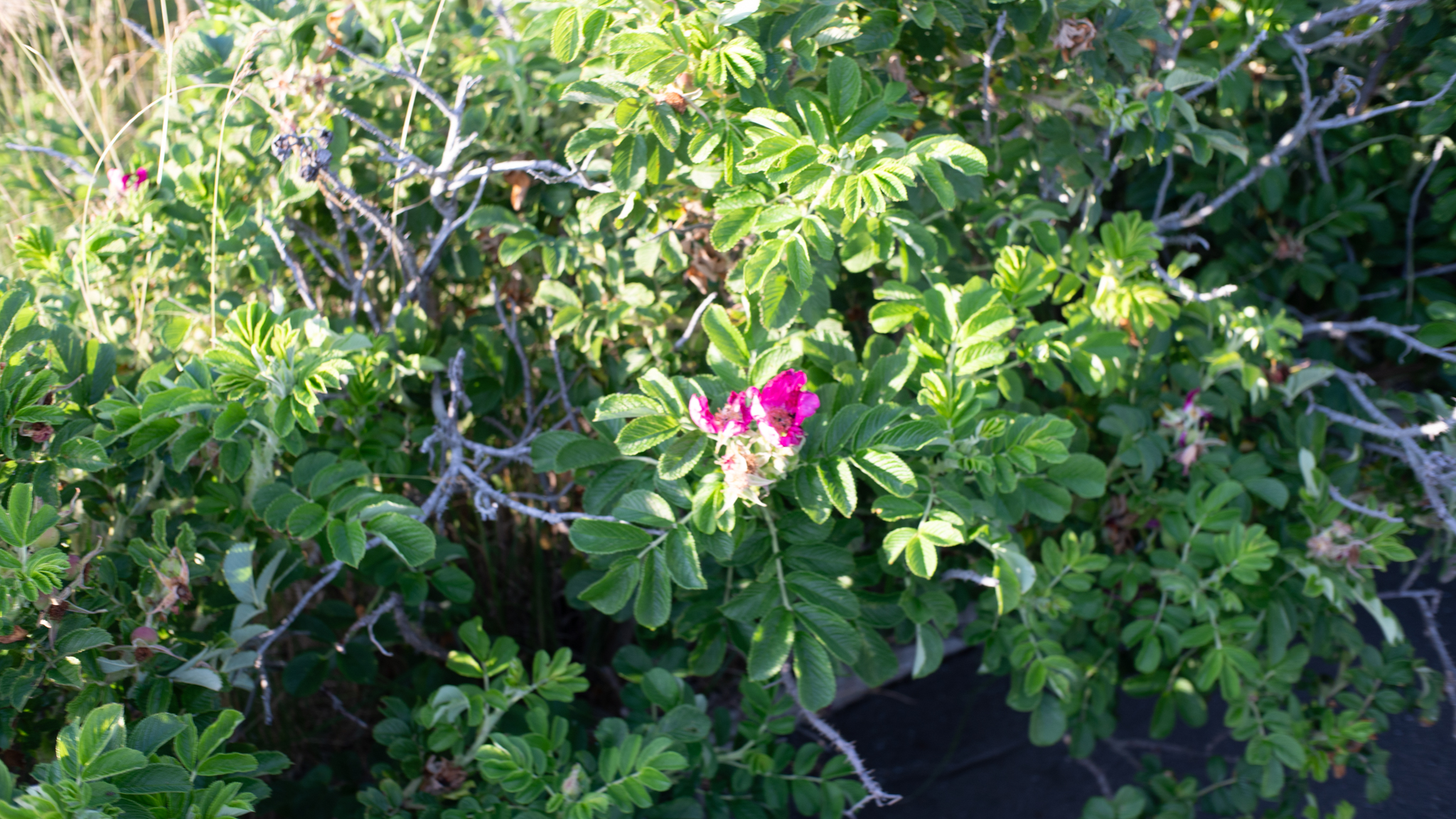 DSC03400